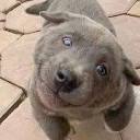 程序员哈利 icon